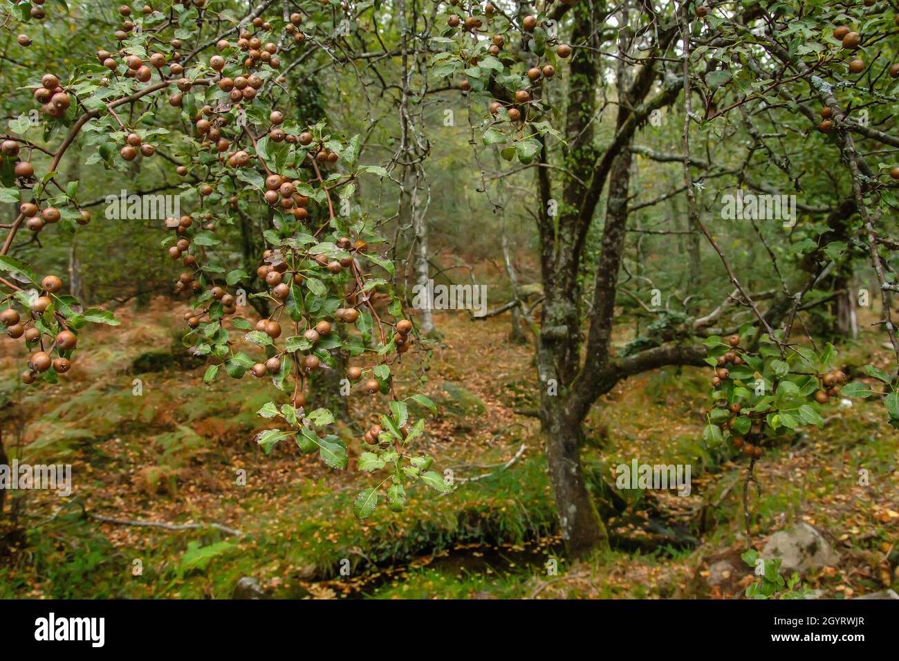 Pyrus cordata known as Plymouth pear wild tree with fruits Stock Photo