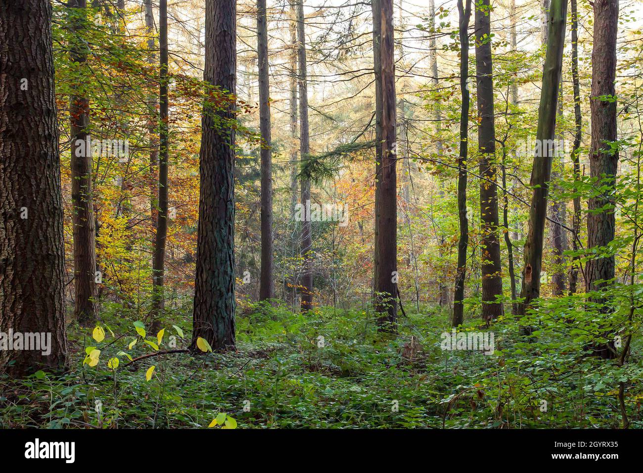 Mixed woodland in autumn with deciduous and evergreen trees Stock Photo