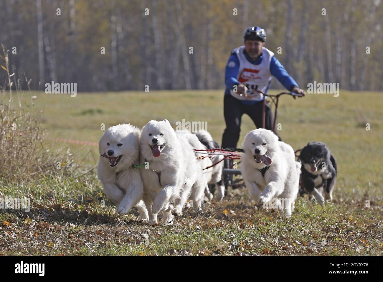great pyrenees pulling cart