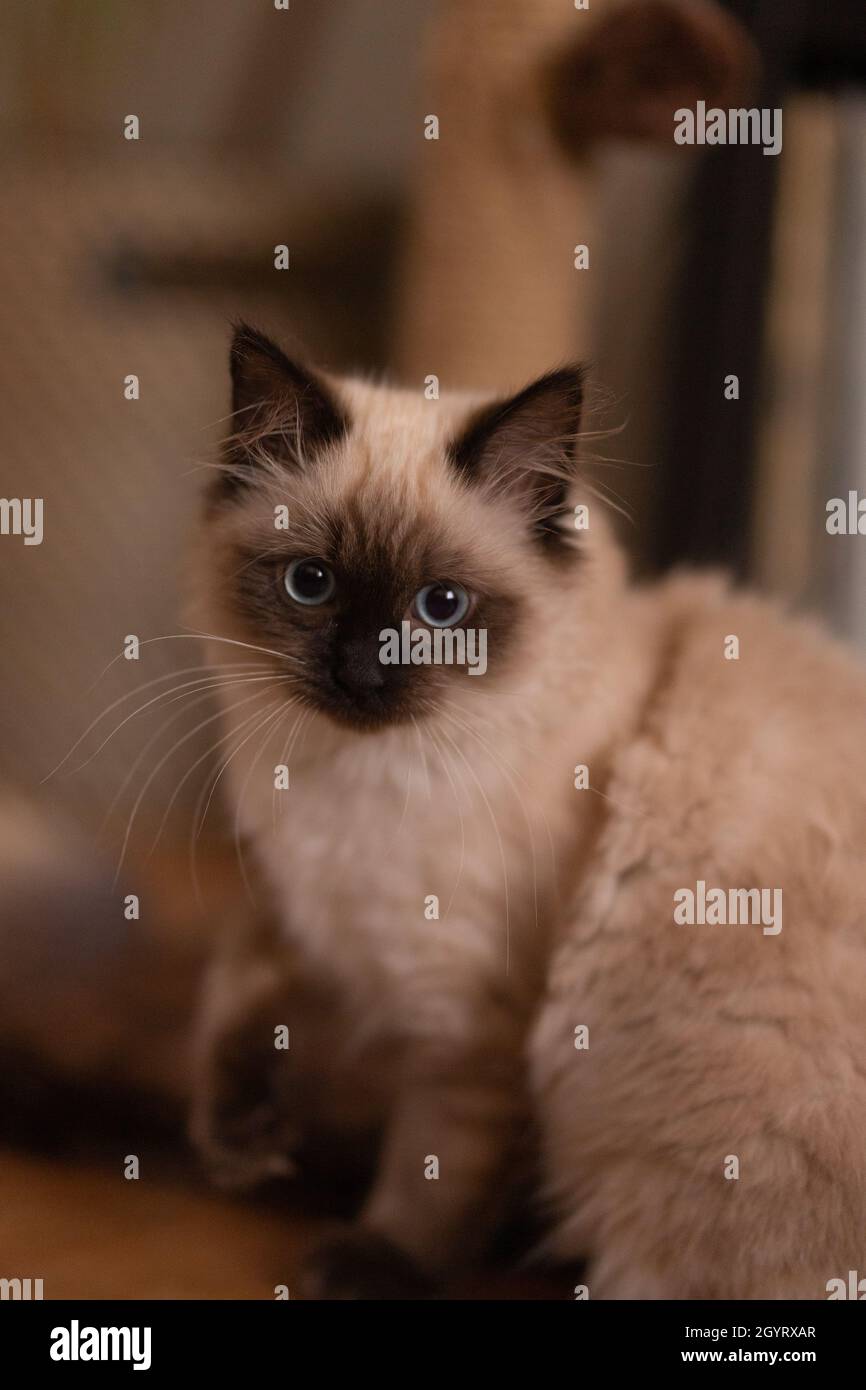Birman breed cat with a silky coat and colorpointed paws is sitting on