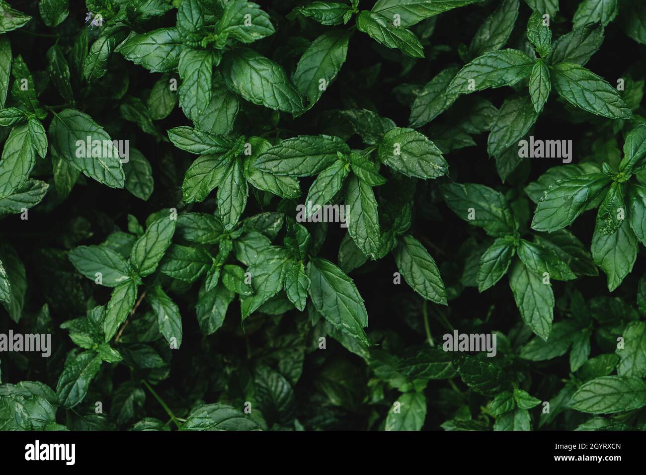 Mentha spicata, fresh garden mint plant green leaves Stock Photo
