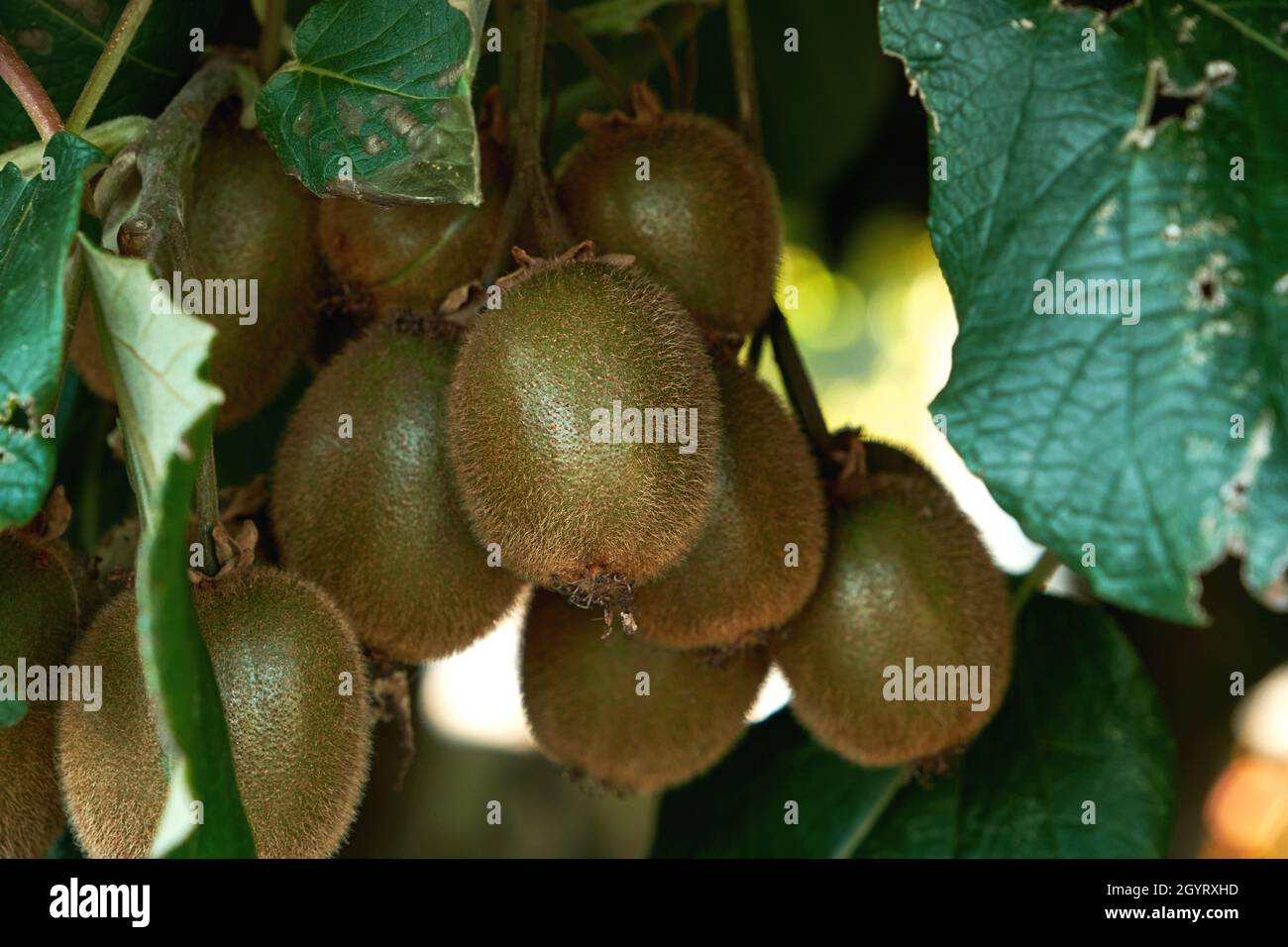 Kiwifruits growing in Actinidia deliciosa woody vine Stock Photo