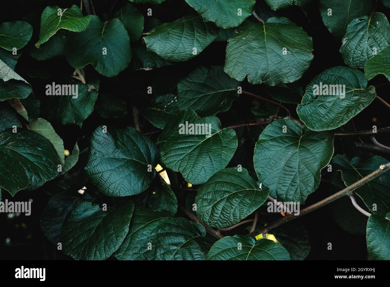 Actinidia deliciosa, fuzzy kiwifruit vine dark green foliage, selective focus Stock Photo