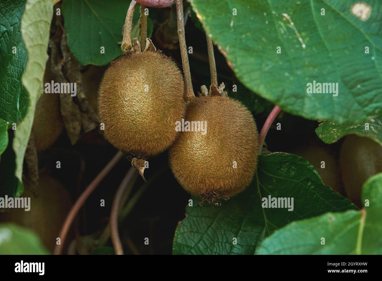 Kiwifruits growing in Actinidia deliciosa woody vine, selective focus Stock Photo