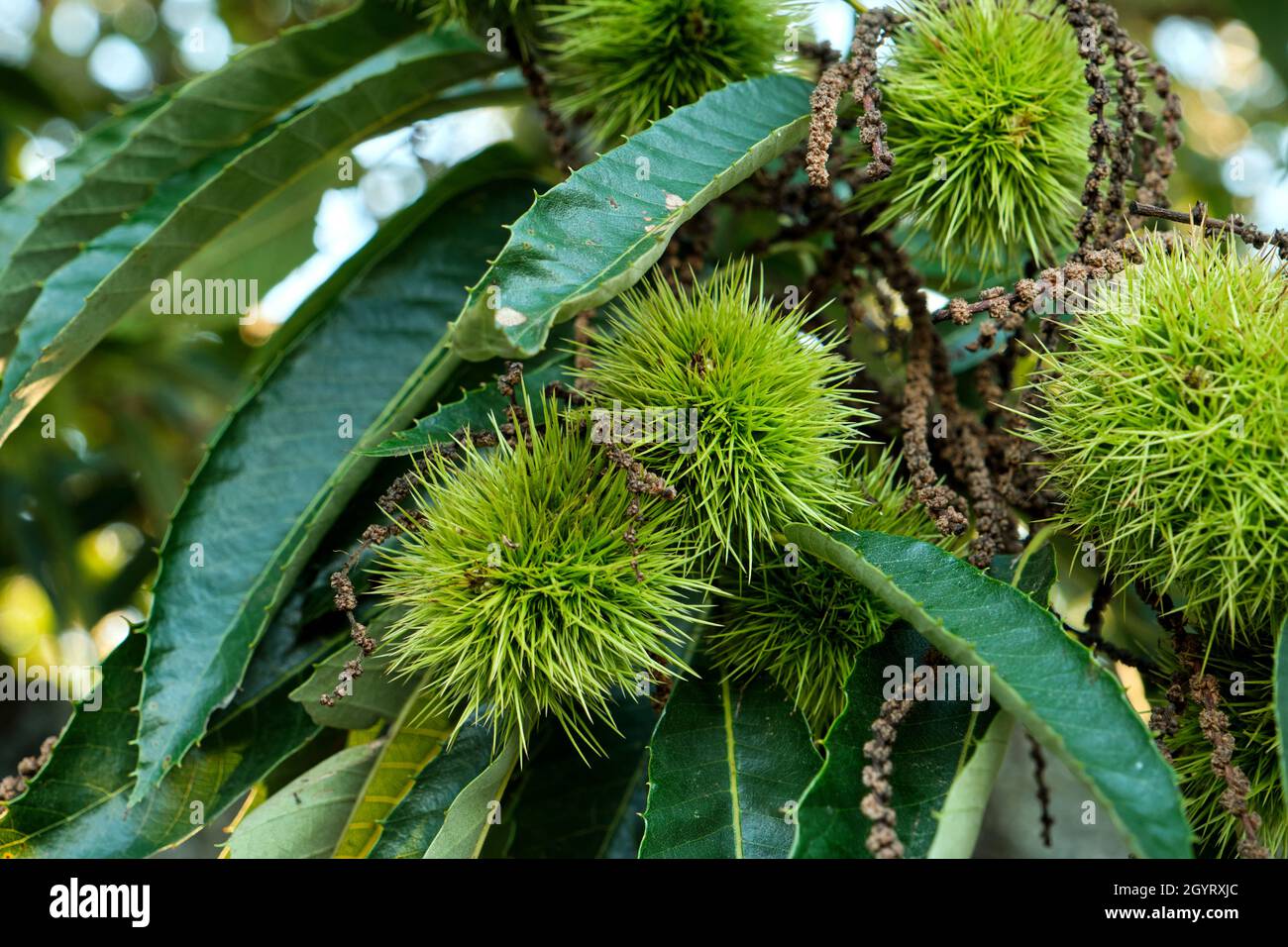 Castanea Sativa Sweet chestnut tree green sharp spiny cupules seed capsules Stock Photo