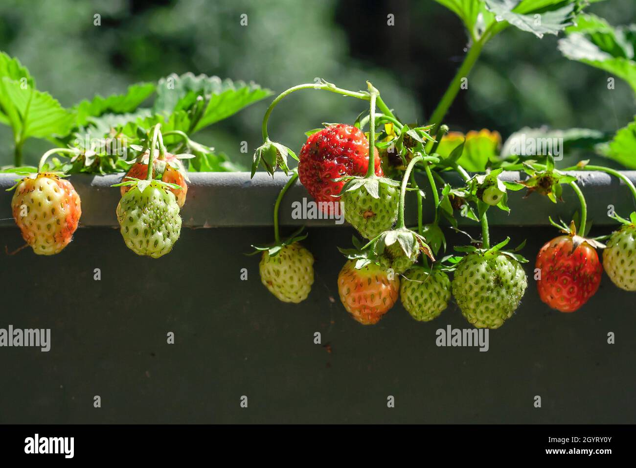 Potted strawberry plant Fragaria × ananassa on a planter with growing red and green fruits Stock Photo