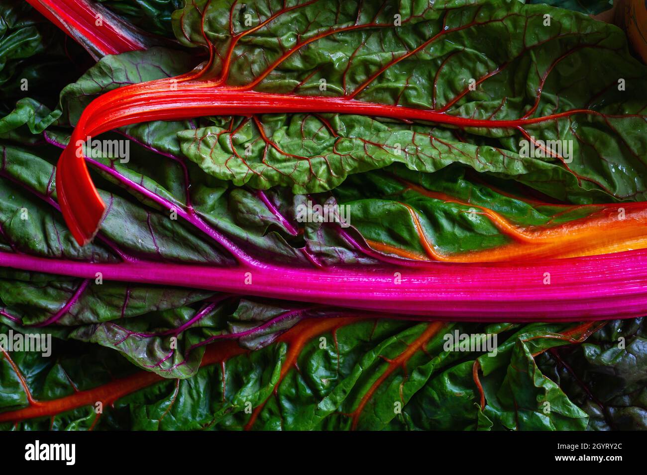 Colorful leaf beet raimbow swiss chards red-stemmed edible leaves Stock Photo