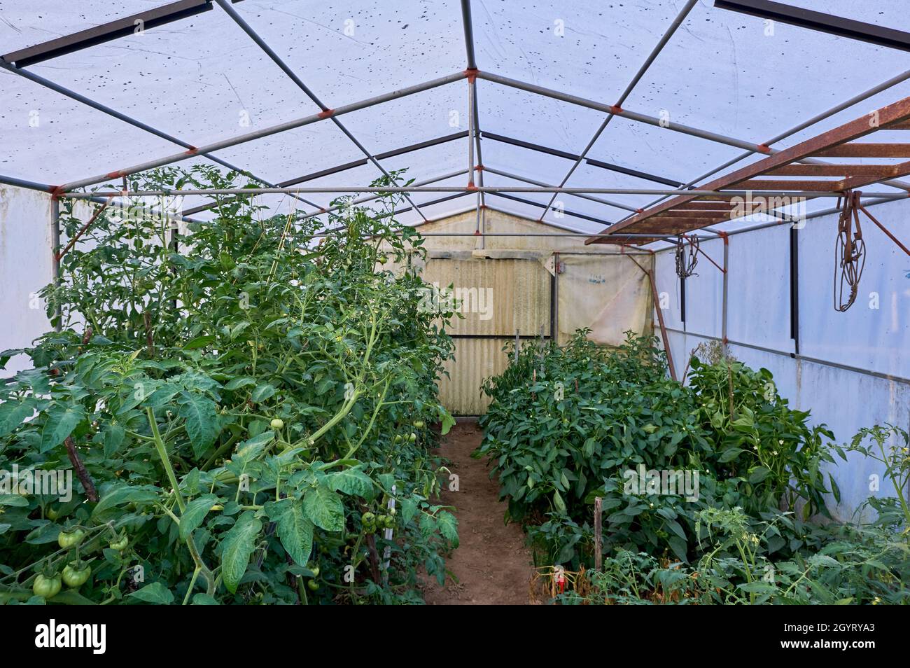Growing organic food in a greenhouse Stock Photo Alamy