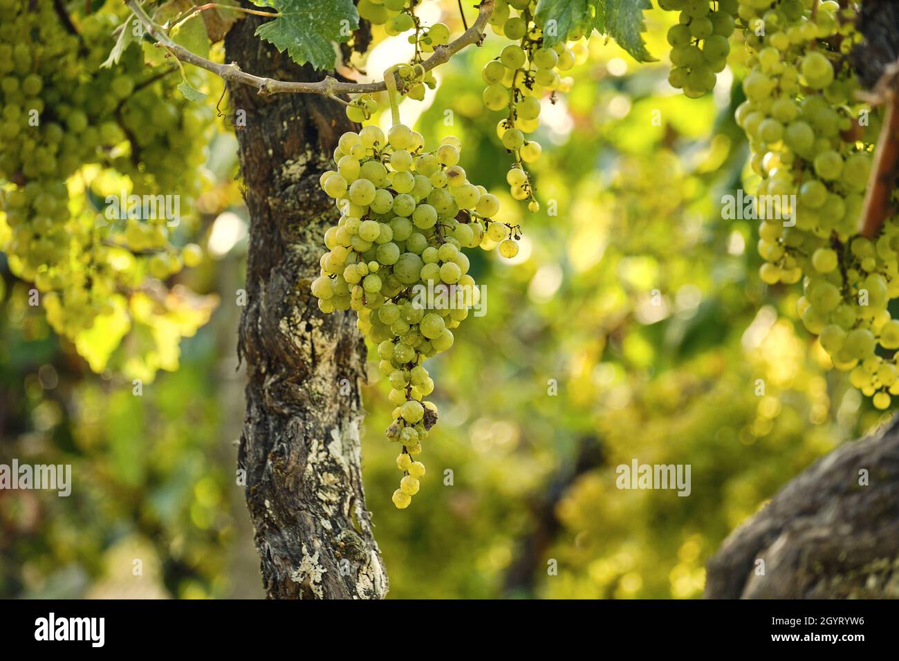 Vitis vinifera grape vine fruits Stock Photo