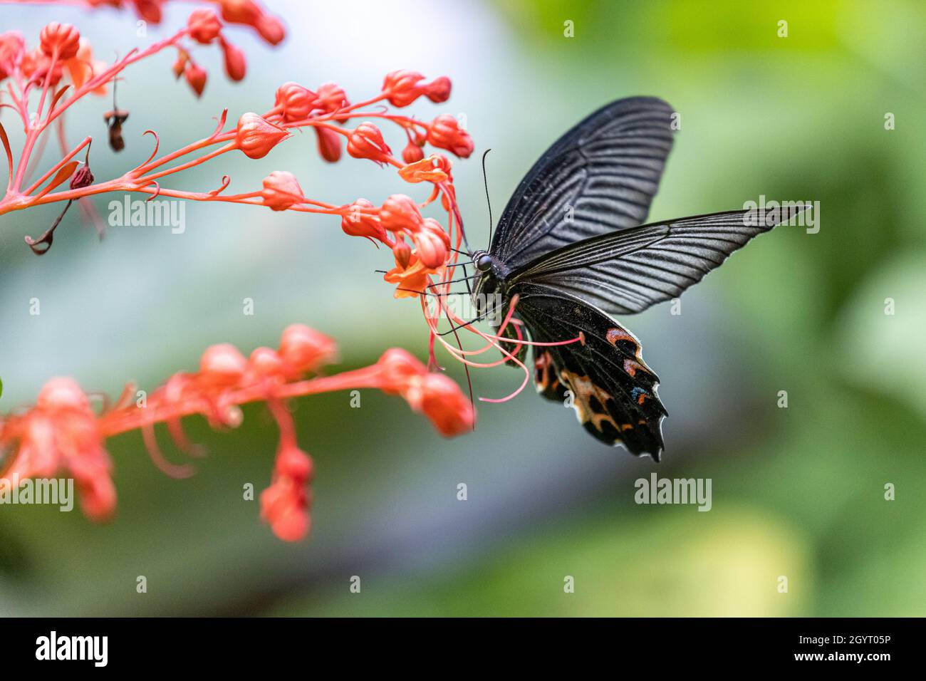 Spangle butterfly (Papilio protenor) drinking on plant Stock Photo