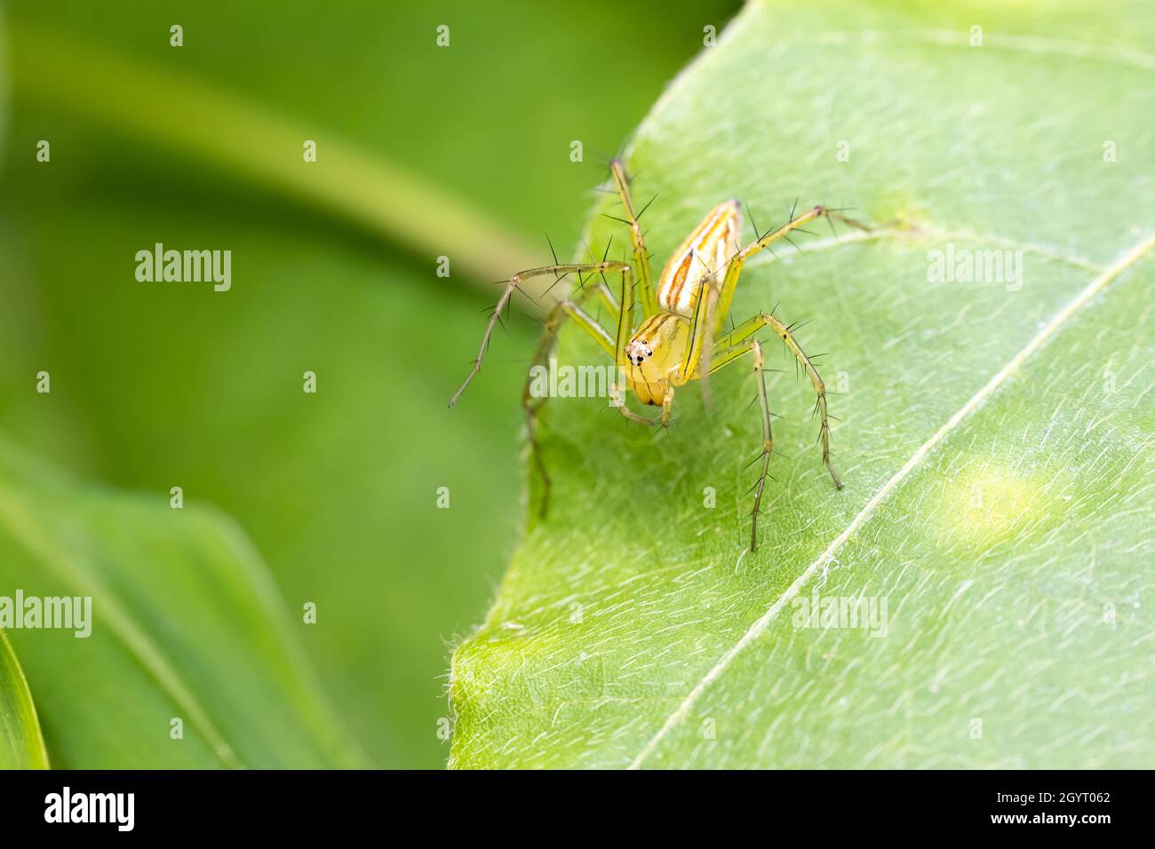 Lean lynx spider (Oxyopes macilentus) Stock Photo