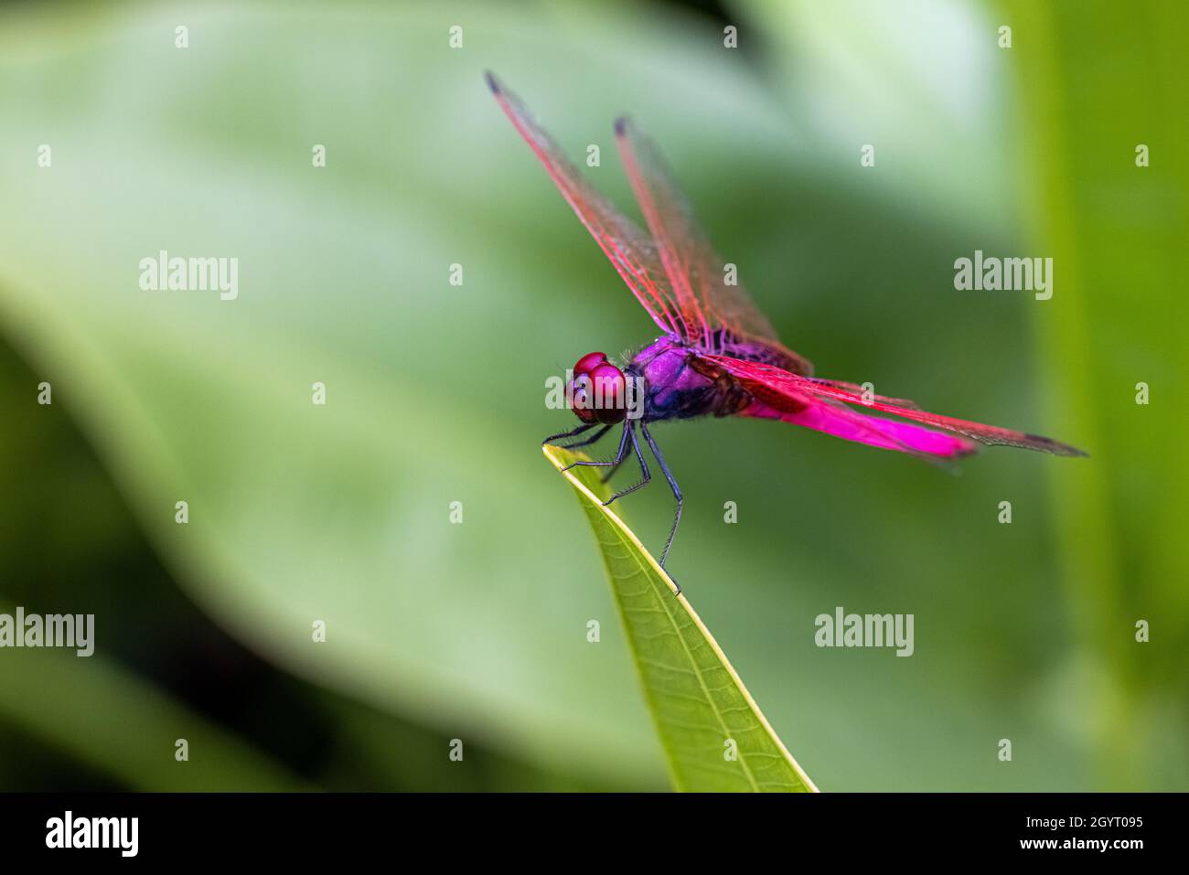 Portrait of dragonfly - Crimson Dropwing (male) (Trithemis aurora) Stock Photo
