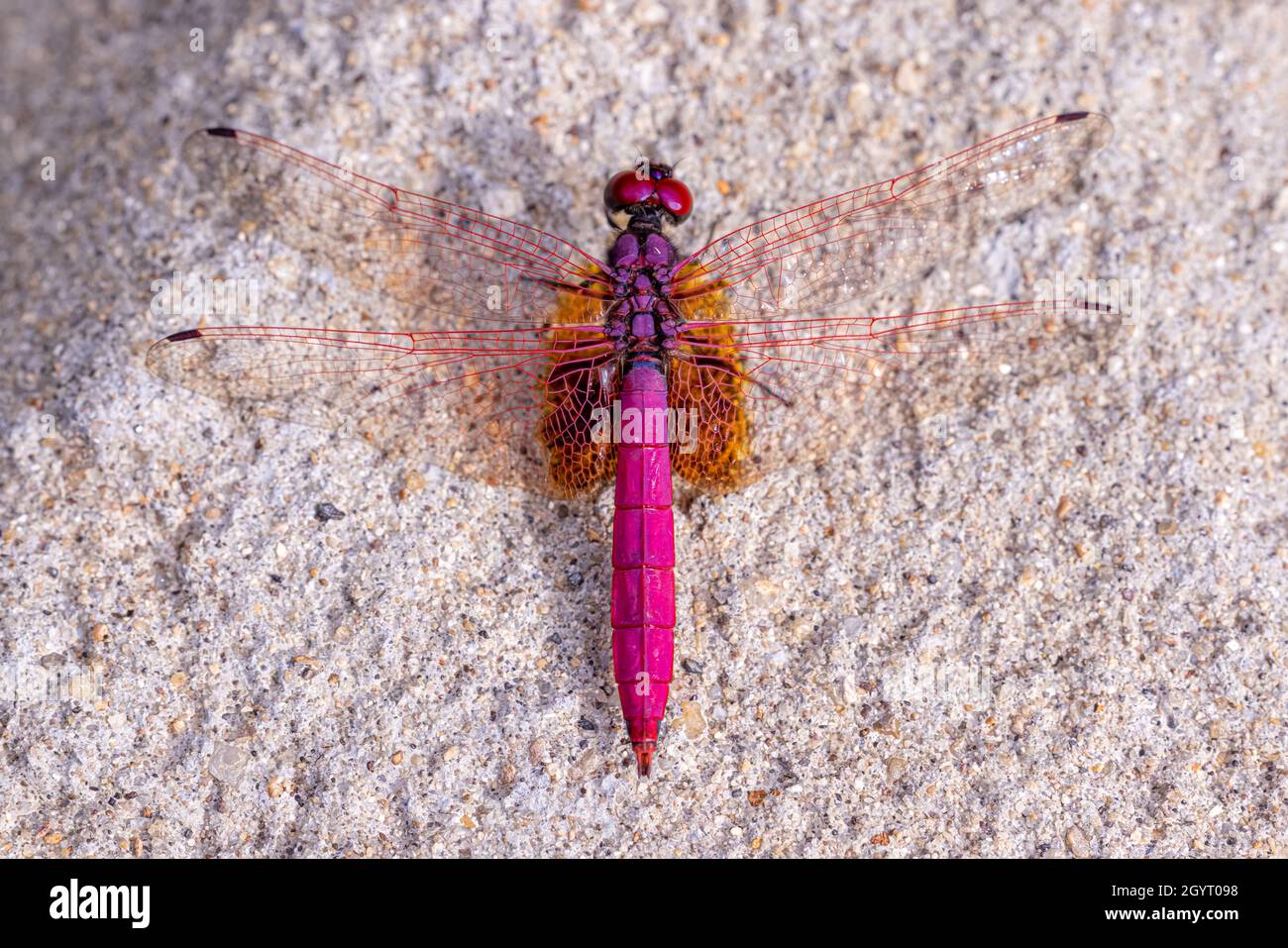 Portrait of dragonfly - Crimson Dropwing (male) (Trithemis aurora) Stock Photo