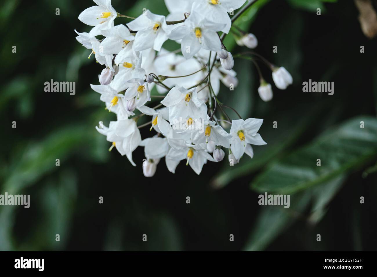 Solanum laxum jasmine nightshade white flowers Stock Photo