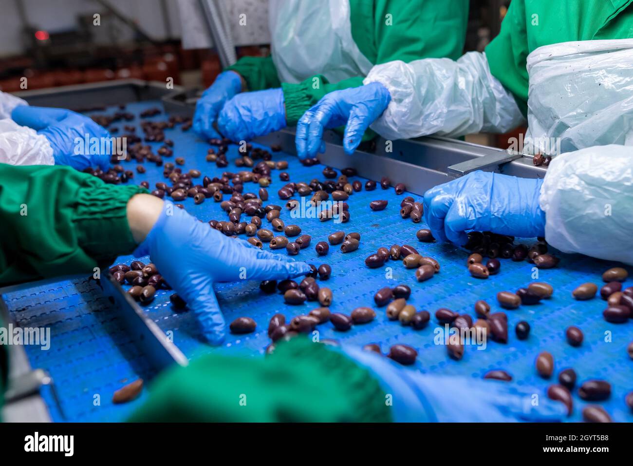 Close up of hands processing olives in a factory Stock Photo
