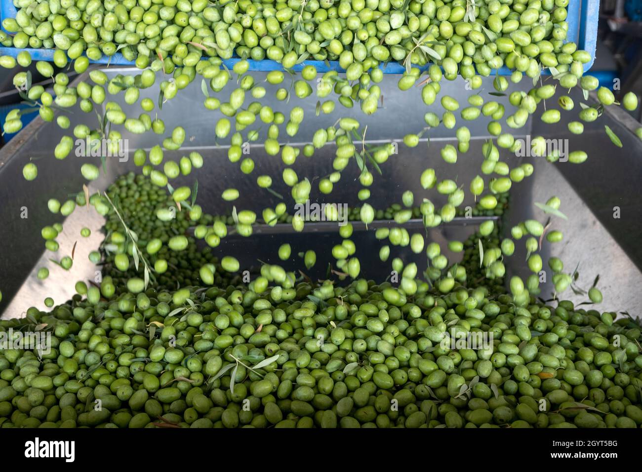 Beginning phase of olive oil production olives being loaded in a big
