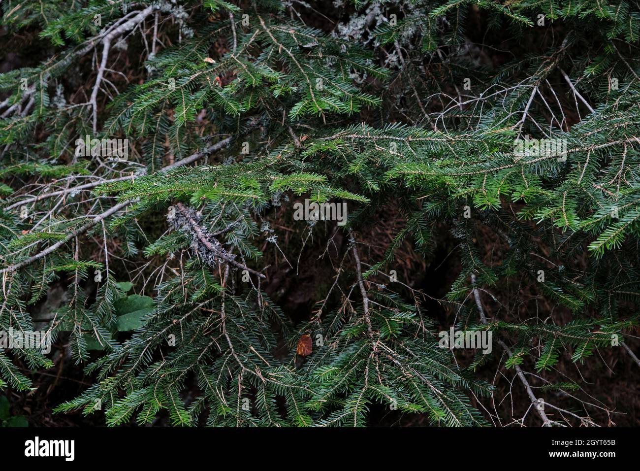 Abies alba or European silver fir evergreen coniferous tree green needle-like foliage Stock Photo