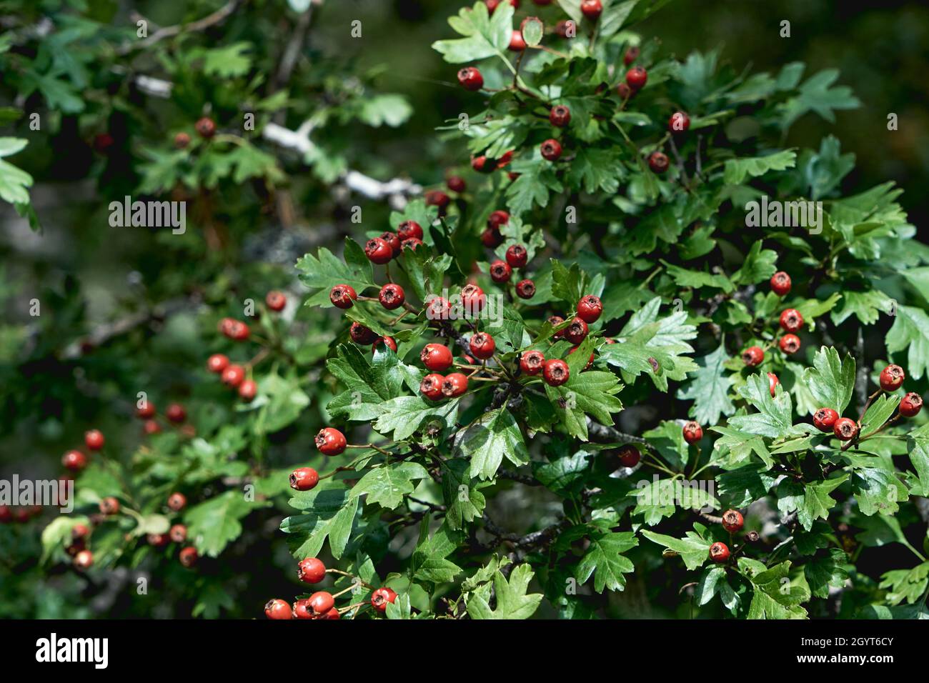 Crataegus monogyna common hawthorn laden of red berries Stock Photo