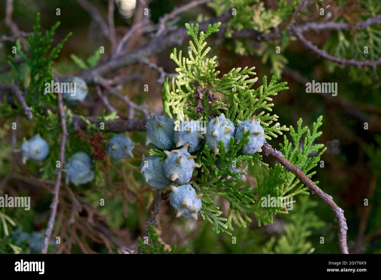 Platycladus orientalis Oriental arbor-vitae coniferous tree with inmmature seed cones and evergreen foliage Stock Photo