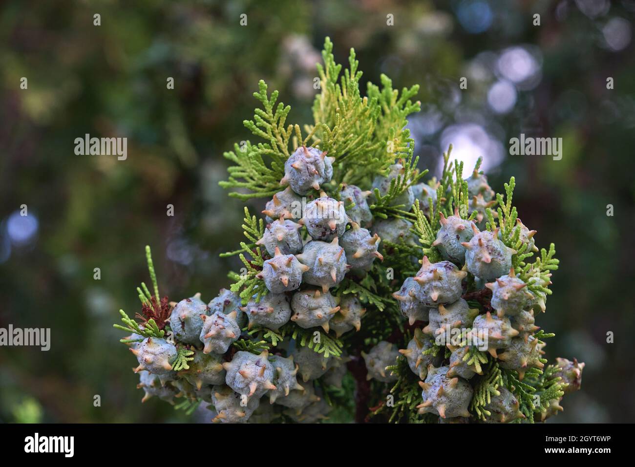 Platycladus orientalis Oriental arbor-vitae coniferous tree with immmature seed cones and evergreen foliage Stock Photo