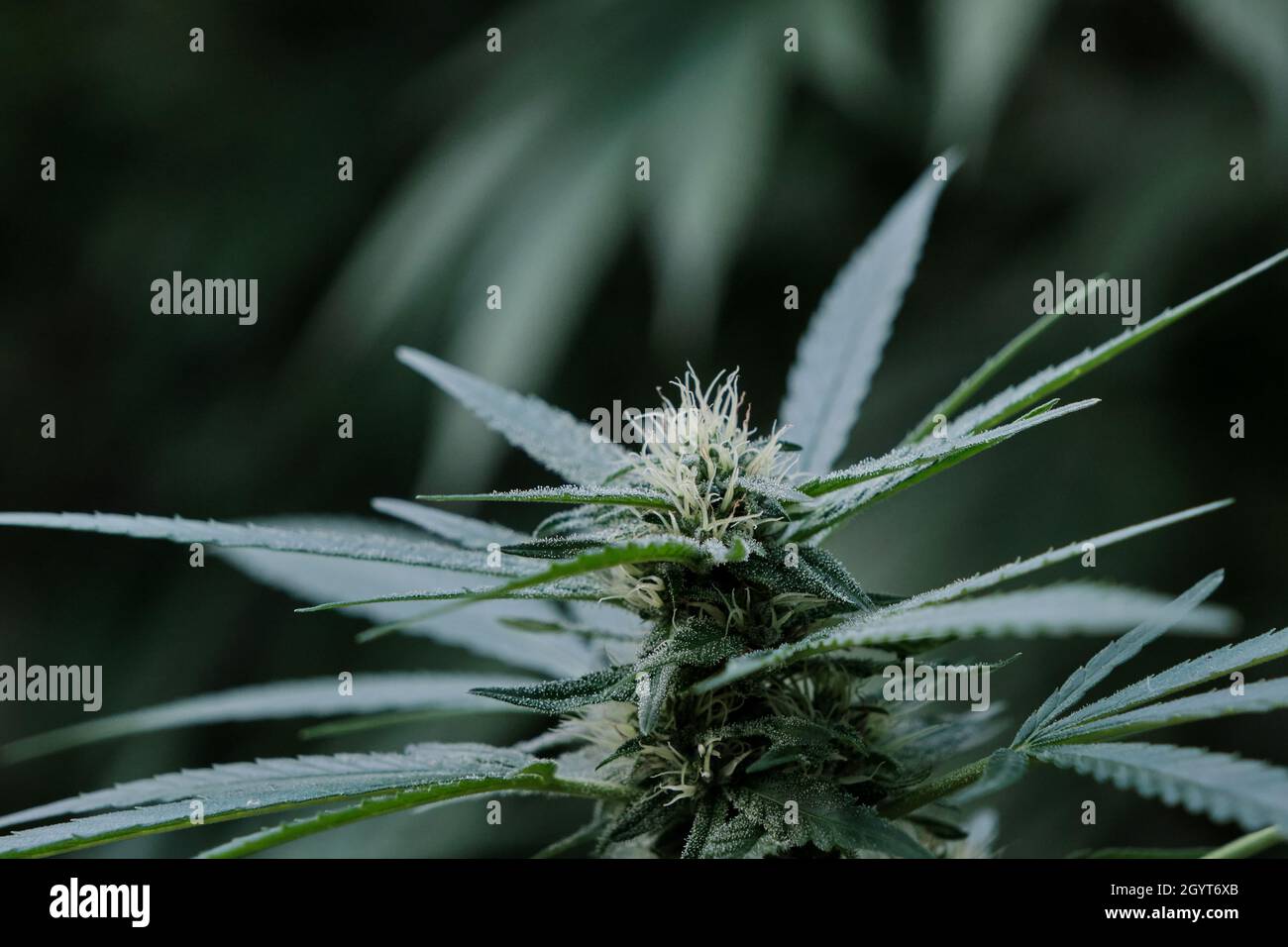 Cannabis sativa plant female flowers blooming close up Stock Photo