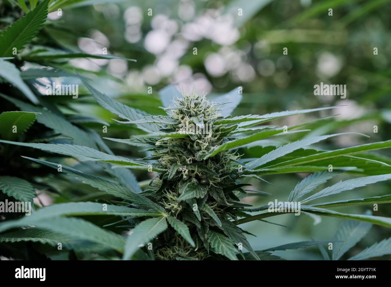 Cannabis sativa plant female flowers blooming close up Stock Photo