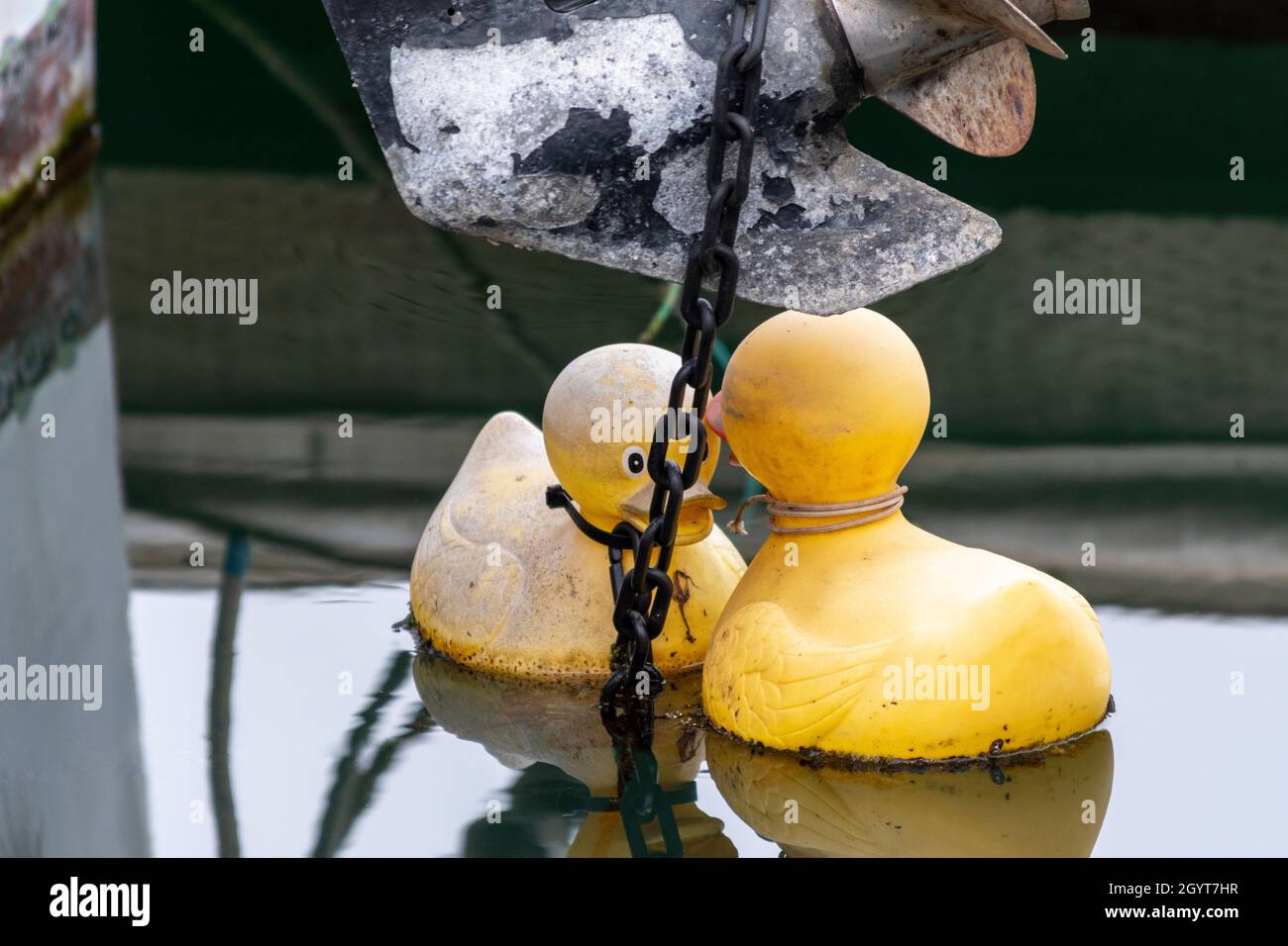 Two yellow duckies tied to an anchor chain in Santa Barbara (California) Marina Stock Photo