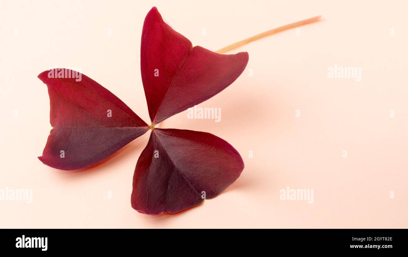 three leaves purple clover shamrock, stand for hope, love and faith, closeup of isolated oxalis foliage Stock Photo