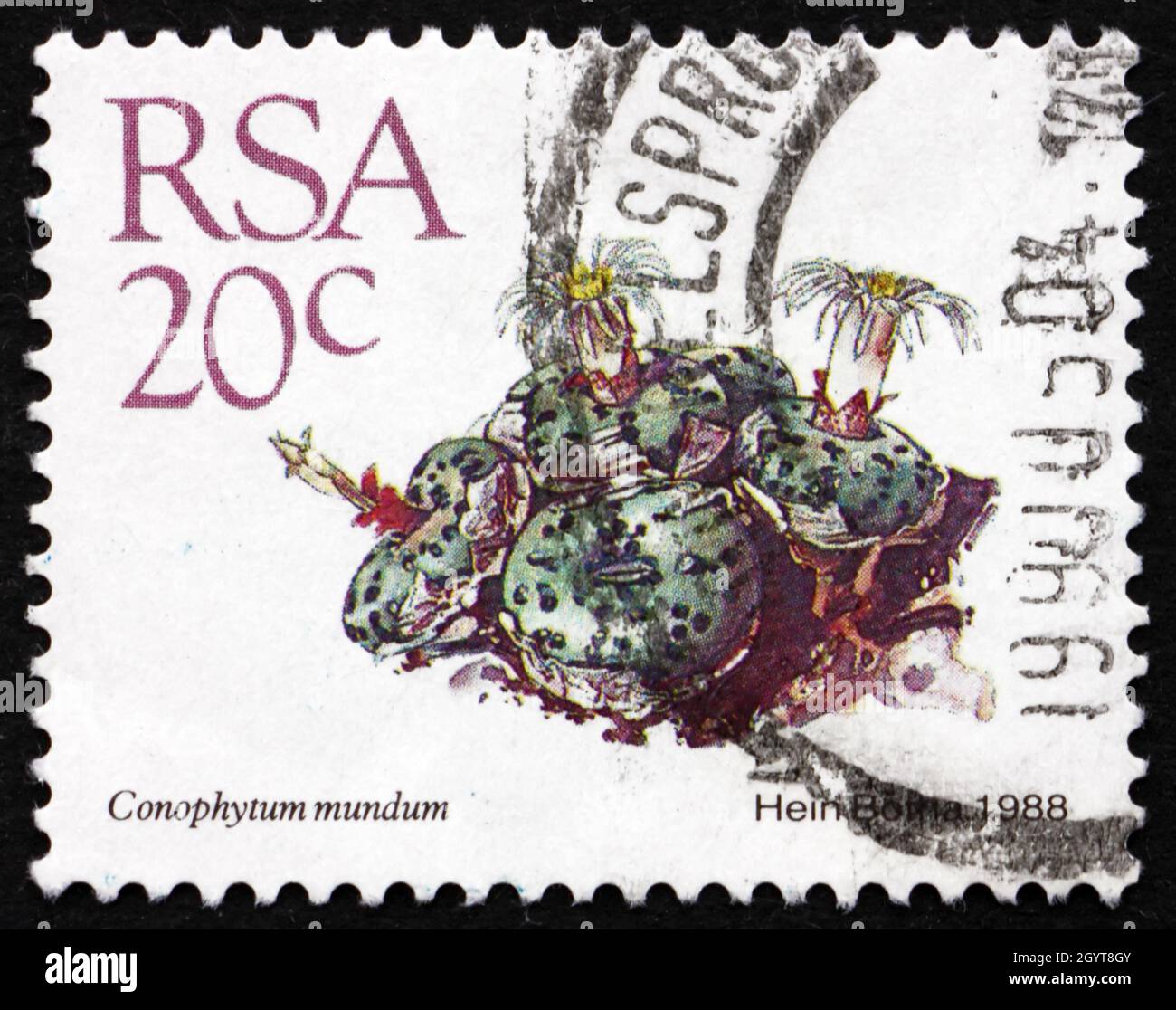 SOUTH AFRICA - CIRCA 1982: a stamp printed in South Africa shows Conophytum Mundum, Succulent Plant, circa 1982 Stock Photo