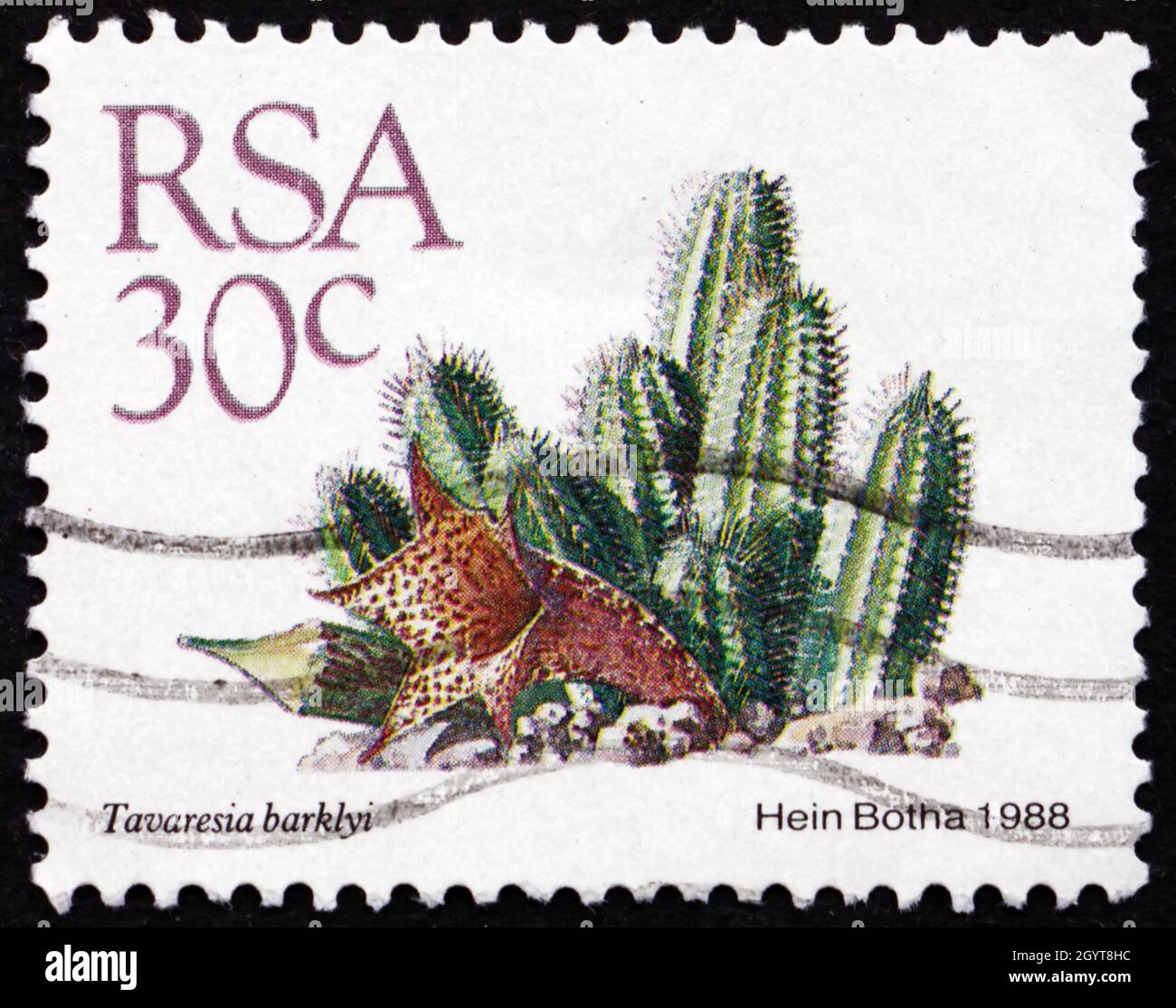 SOUTH AFRICA - CIRCA 1982: a stamp printed in South Africa shows Tavaresia Barklyi, Conophytum Mundum, Succulent Plant, circa 1982 Stock Photo