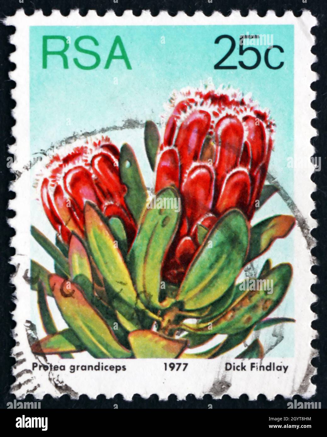 SOUTH AFRICA - CIRCA 1977: a stamp printed in South Africa shows Red Sugarbush, Protea Grandiceps, Flowering Plant, circa 1977 Stock Photo