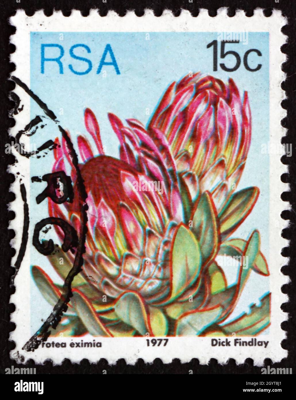 SOUTH AFRICA - CIRCA 1977: a stamp printed in South Africa shows Broad-leaf Sugarbush, Protea Eximia, Flowering Plant, circa 1977 Stock Photo