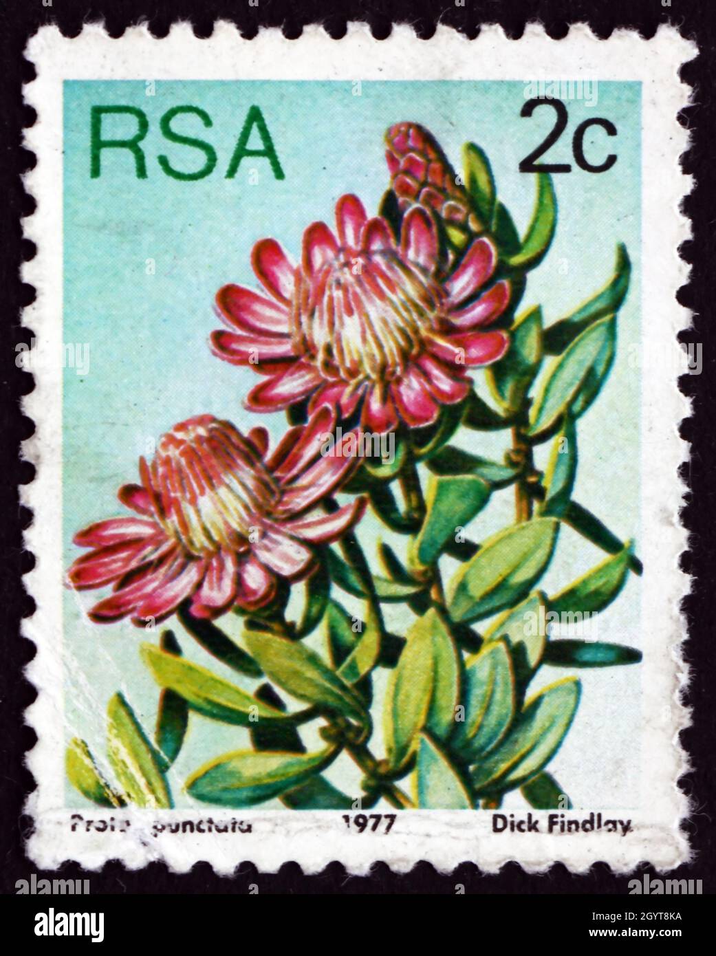 SOUTH AFRICA - CIRCA 1977: a stamp printed in South Africa shows Water Sugarbush, Protea Punctata, Flowering Plant, circa 1977 Stock Photo