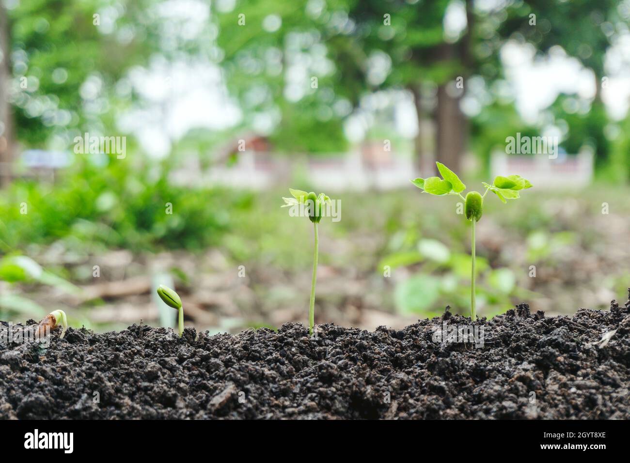 Step of young plant seed on growing of sprout on the soil in the garden with sunlight grows on farms. Agriculture seedling and save the earth concept. Stock Photo