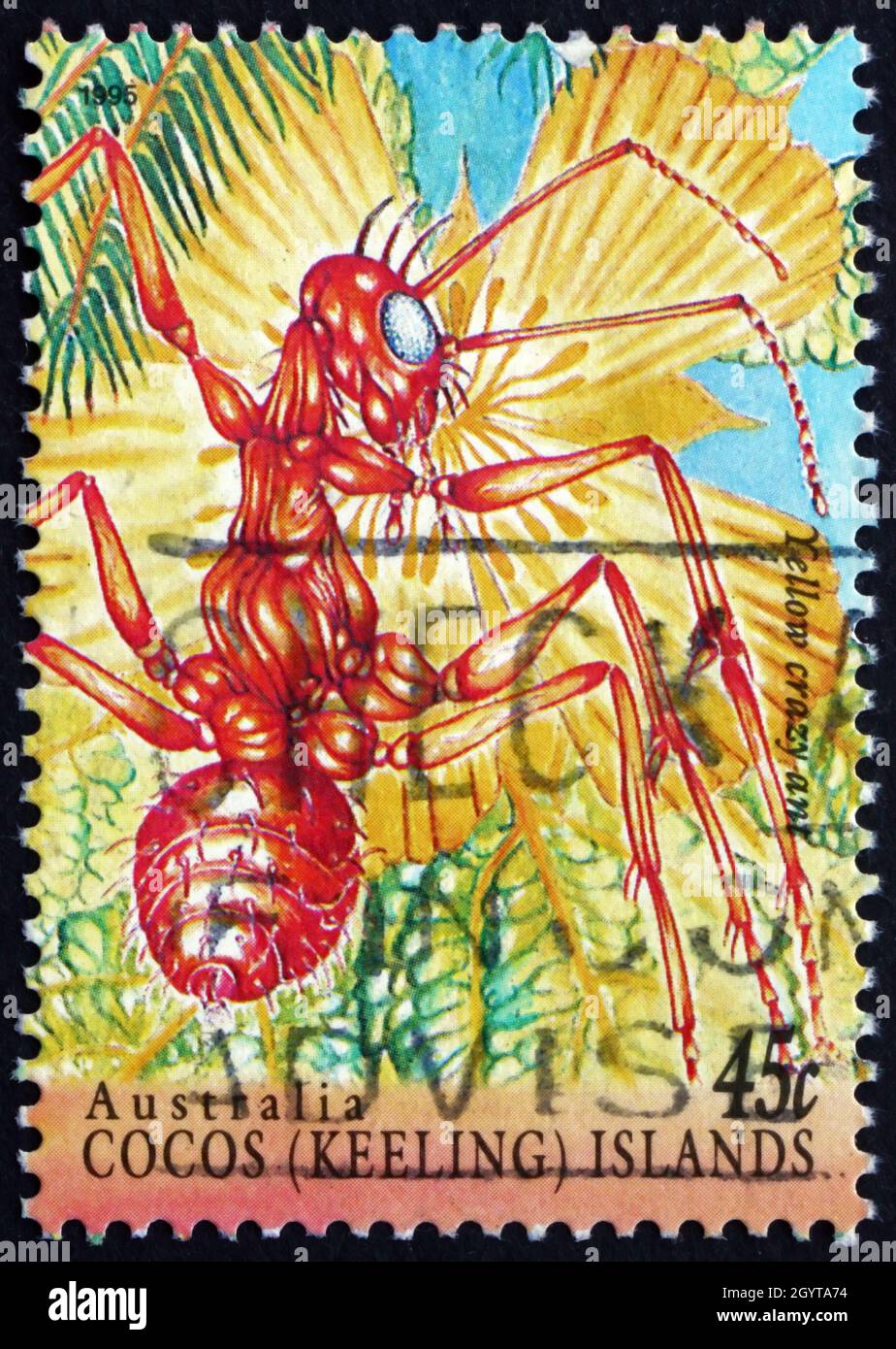COCOS ISLANDS - CIRCA 1995: a stamp printed in Cocos Islands, Australia shows Yellow Crazy Ant, Anoplolepis Gracilipes, Insect, circa 1995 Stock Photo