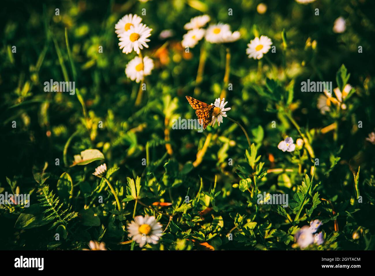 butterfly sitting on the white flower with green grass in sunny day Stock Photo