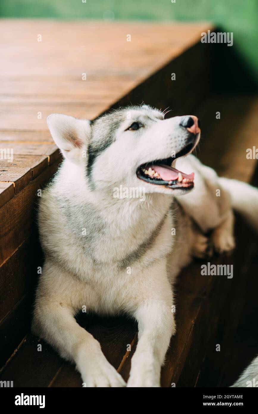 Why Does My White Dog Look Pink