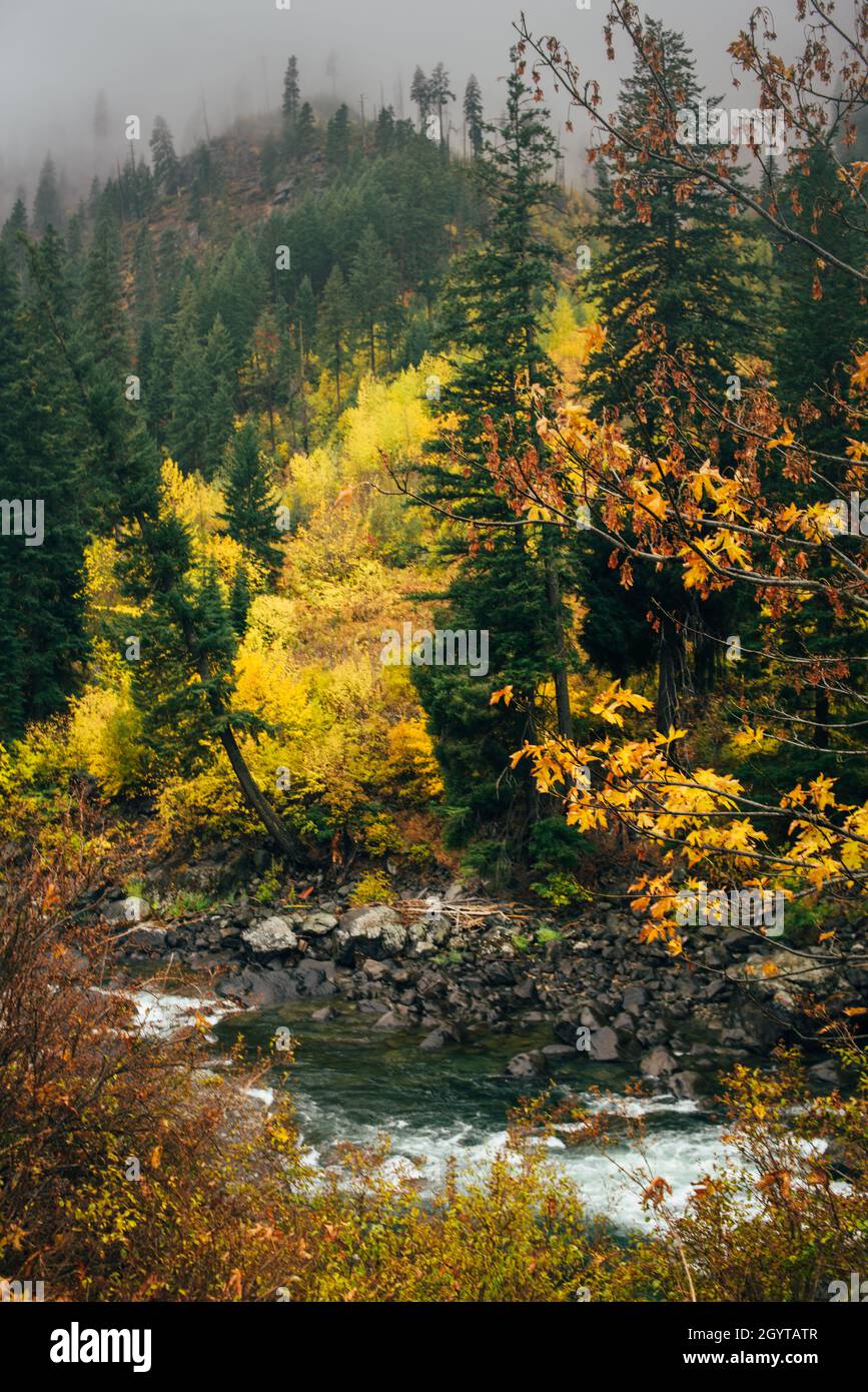 Mountain river in an autumn forest with a fog Stock Photo - Alamy