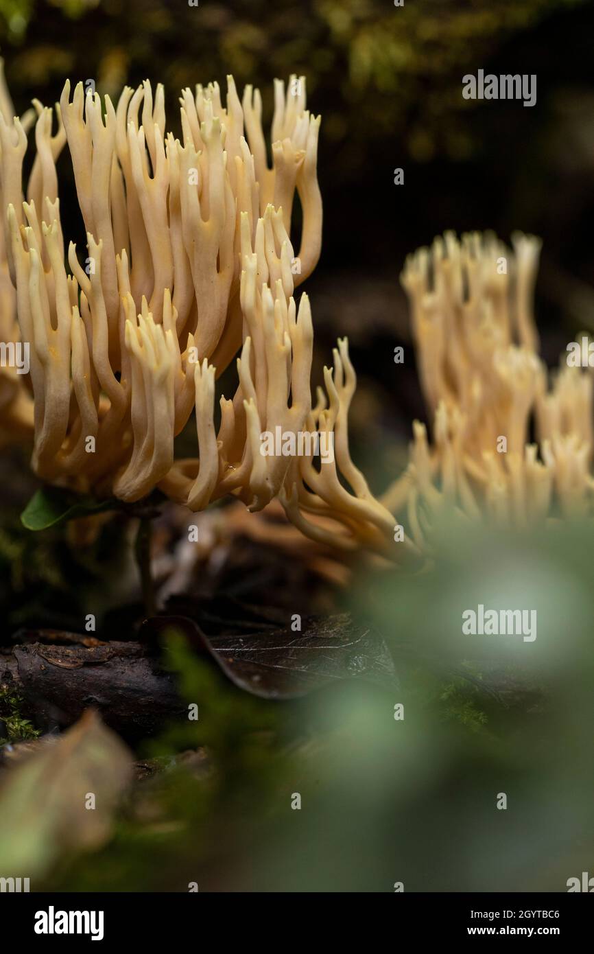 Branch coral fungus - Ramaria stricta. Coalpit Hill foray. Stock Photo