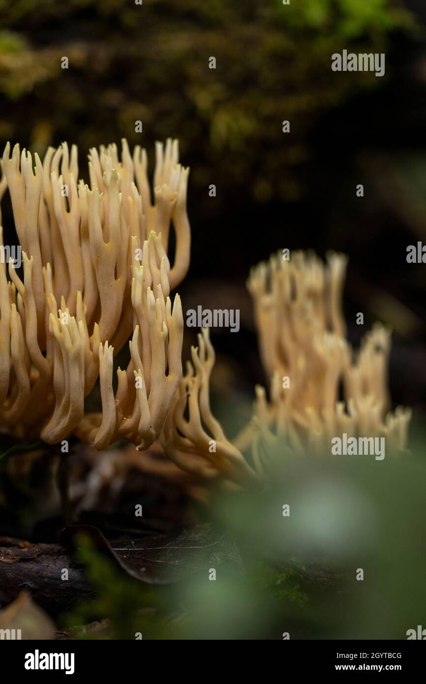 Branch coral fungus - Ramaria stricta. Coalpit Hill foray. Stock Photo