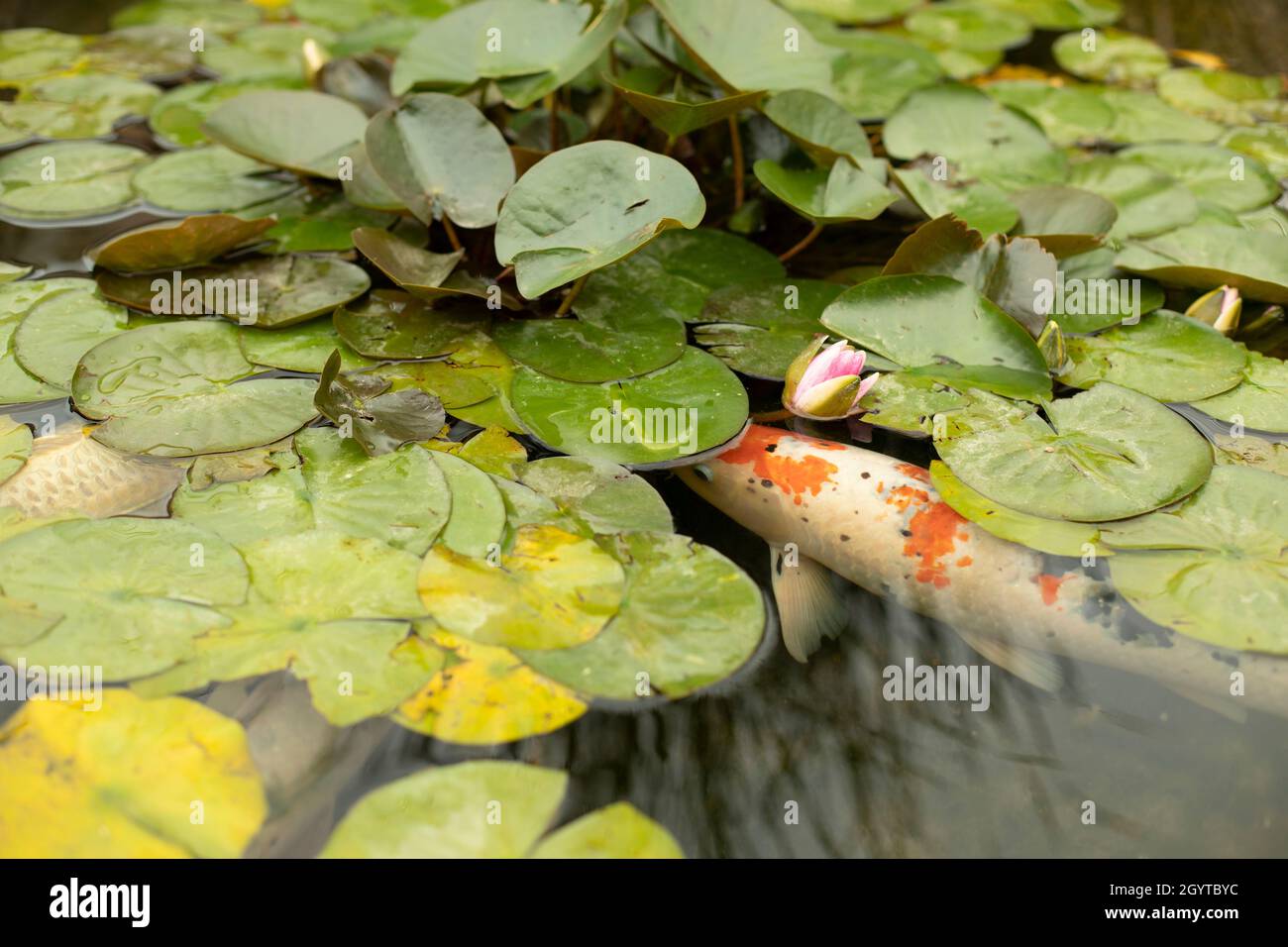 Big fish in a park pond. Fish swim in the water. Decorative pond with
