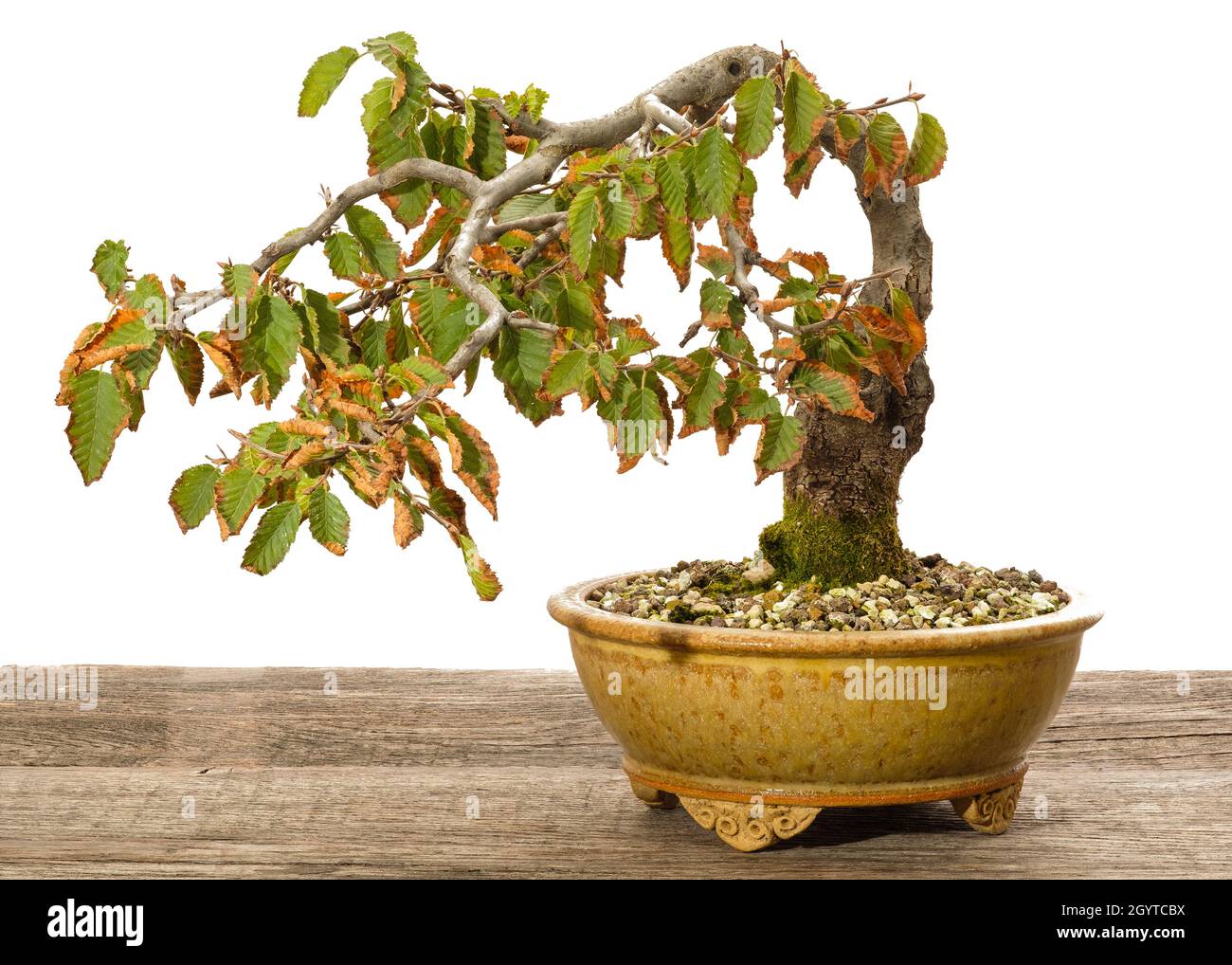 Image view of oriental hornbeam bonsai tree as half cascade in a pot. Stock Photo