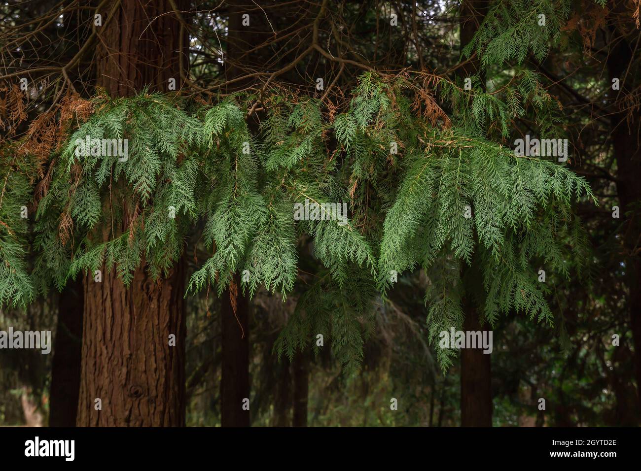 Thuja occidentalis white cedar evergreen coniferous trees Stock Photo
