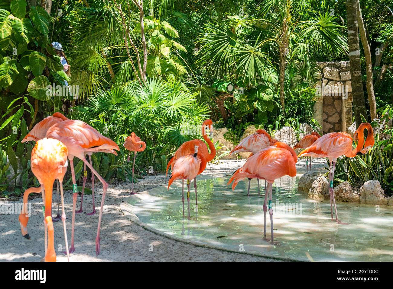 Flock of flamingos in water pond amidst trees at Xcaret eco park Stock Photo