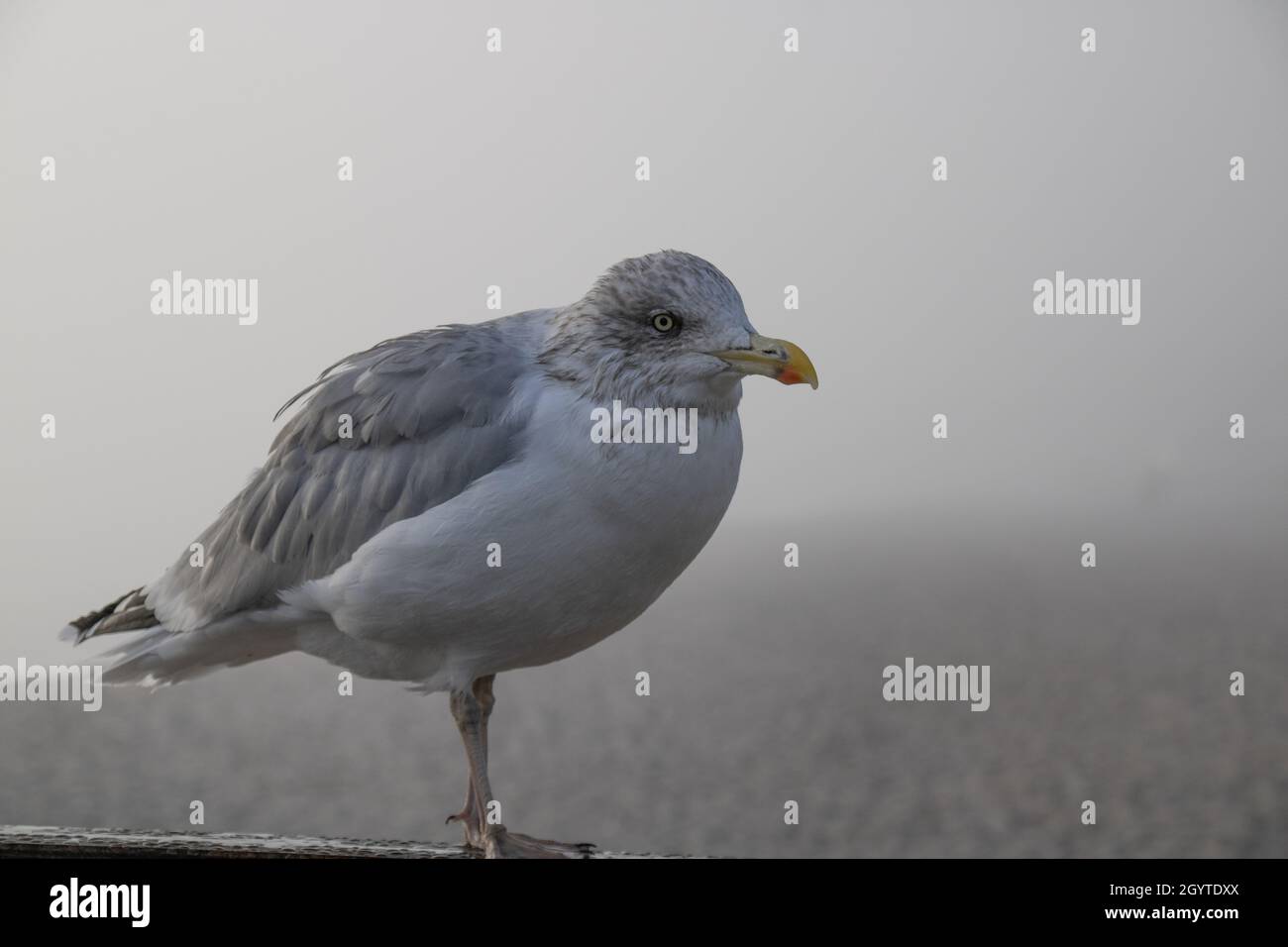 White gull on a scandinavian beach at a hazy morning. Stock Photo