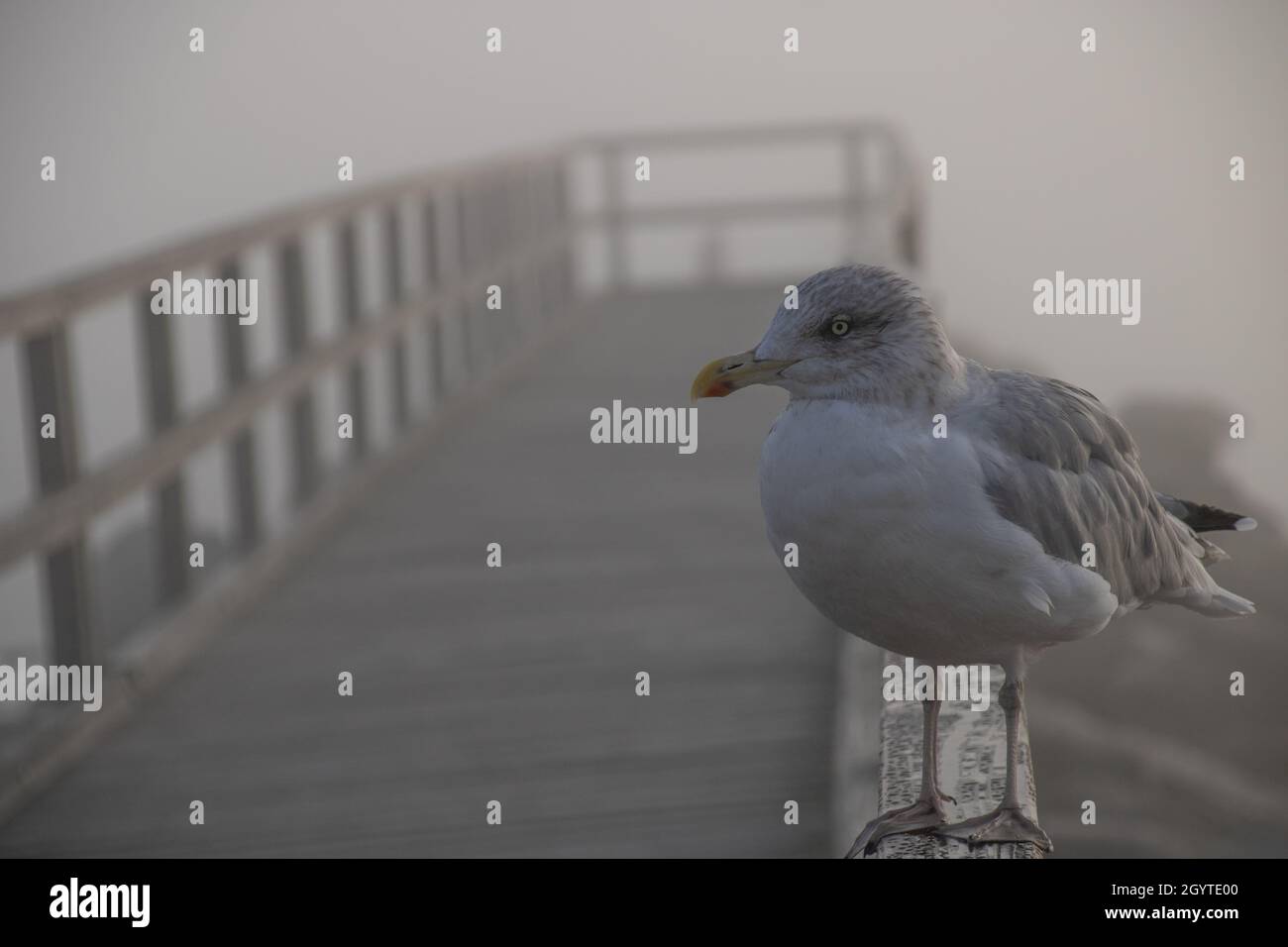 White gull on a scandinavian beach standing on a wooden pier, looking to the left side Stock Photo