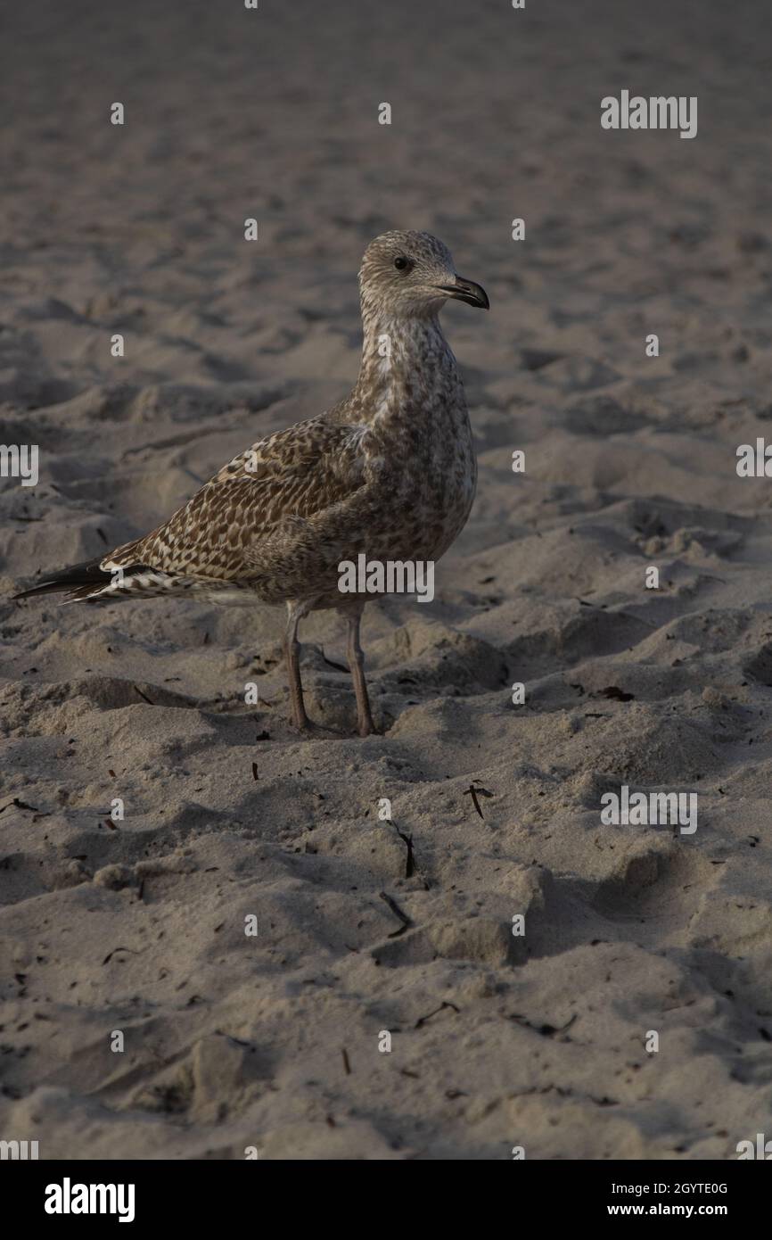 Portrait shot of a brown sea bird walking on a beach in scandinavia. Blurry background Stock Photo