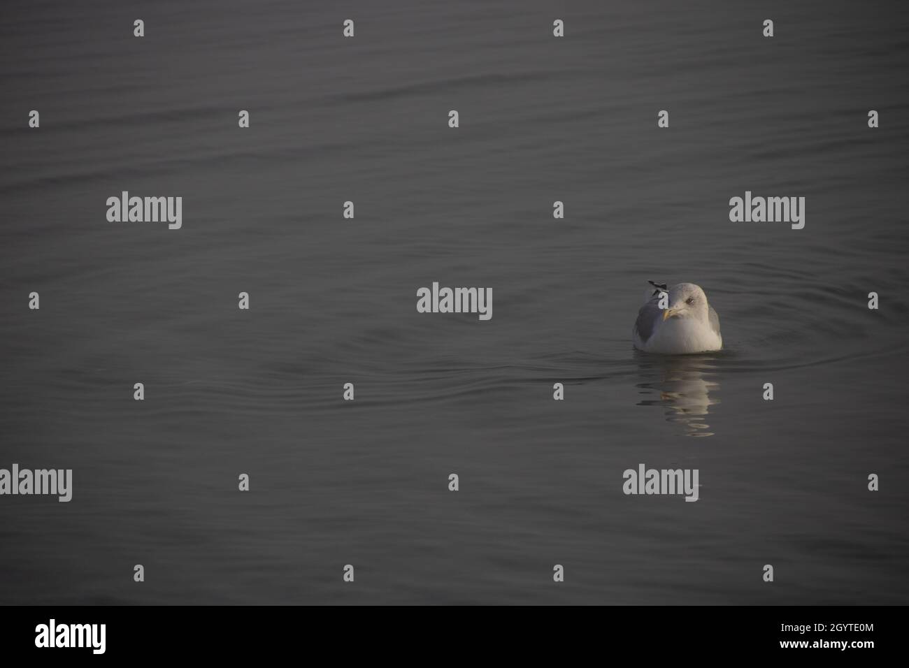 A white sea gull swimming at a hazy morning in fall. Stock Photo