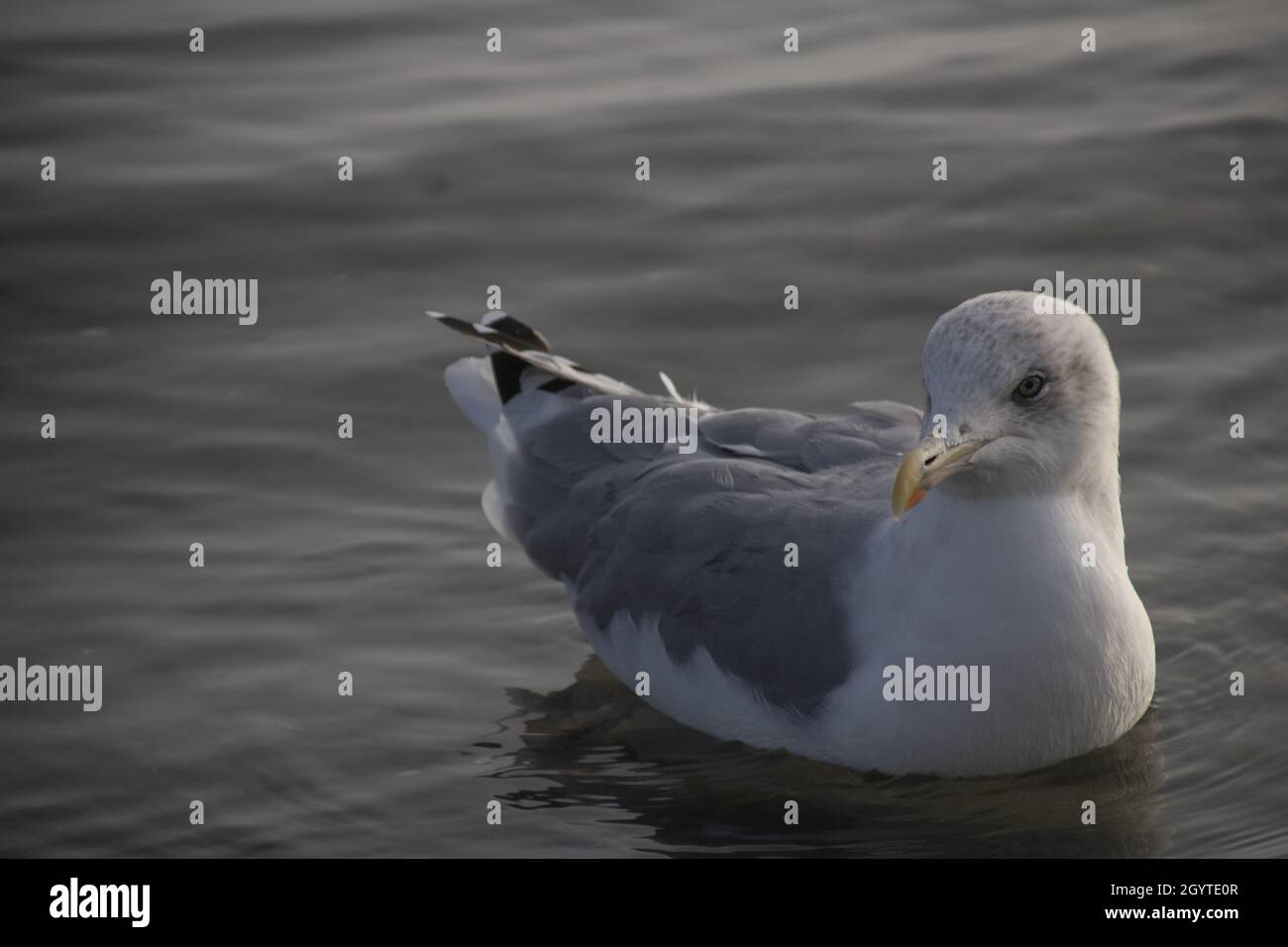 Portrait shot of a white sea gull swimming and looking to the left Stock Photo