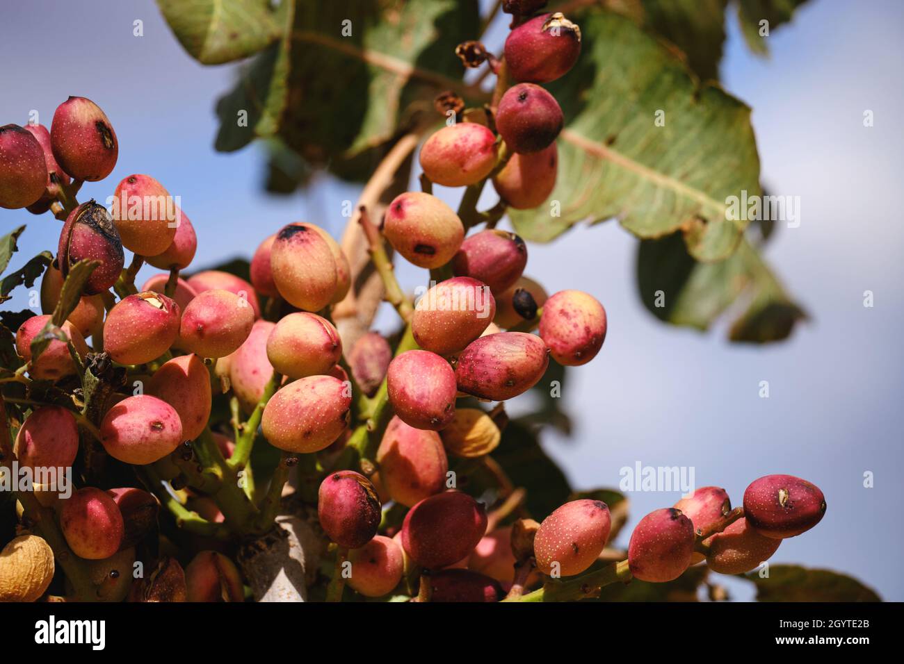 Pistacia vera or pistachio trees red ripe nuts bunch Stock Photo Alamy